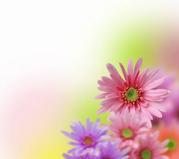 다채로운 꽃 배경 — 스톡 사진