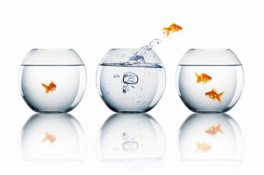 Gold fish in a fishbowl clipart