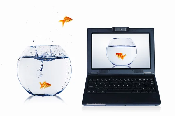 Gullfisk på bærbar skjerm – stockfoto