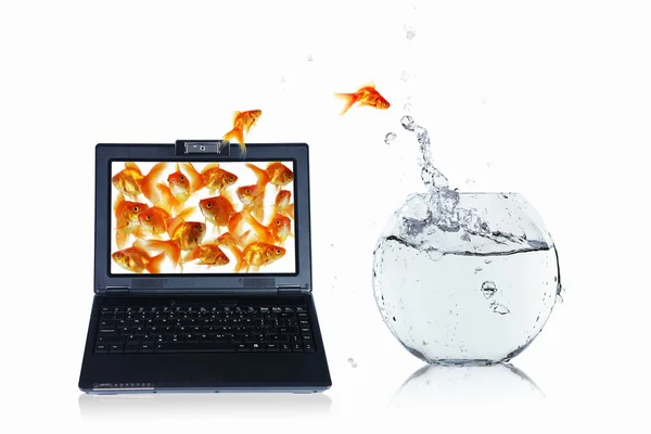 笔记本屏幕上的黄金鱼 — 图库照片