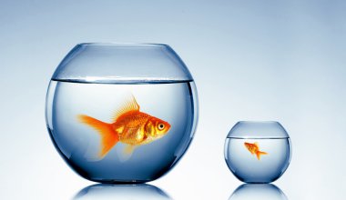 Gold fish in a fishbowl clipart