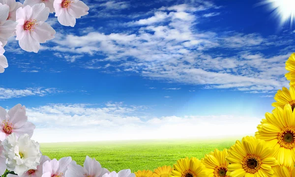 Krásné květiny proti modré obloze — Stock fotografie