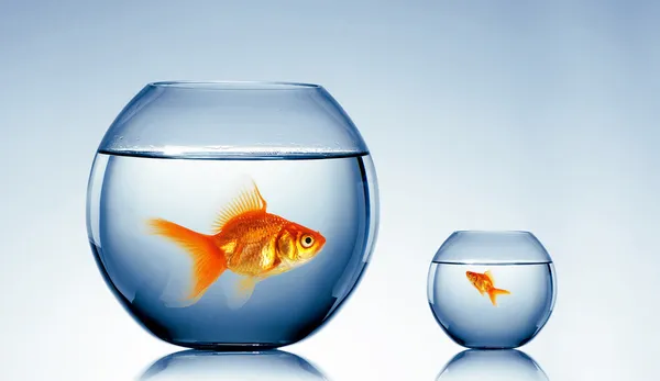 Guld fisk i en fishbowl — Stockfoto