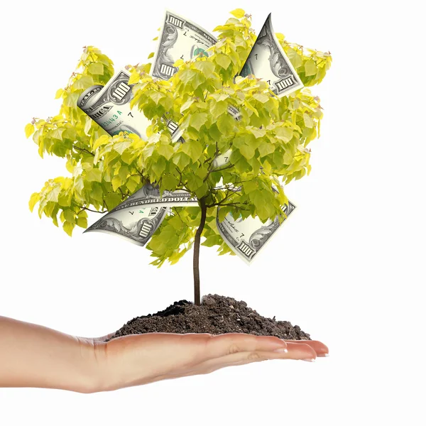 Árvore monetária — Fotografia de Stock