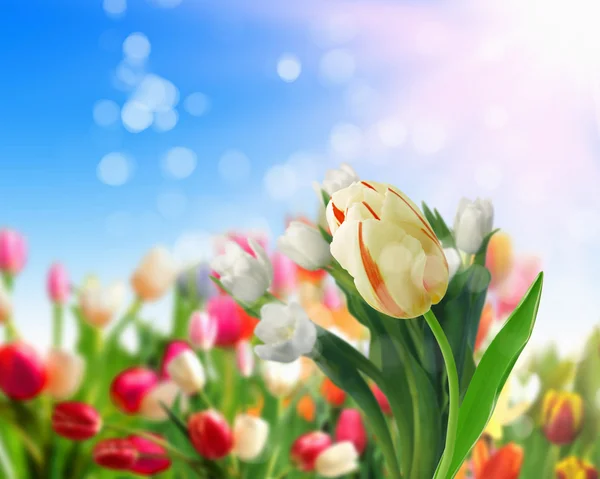 Campi di fiori di tulipano — Foto Stock