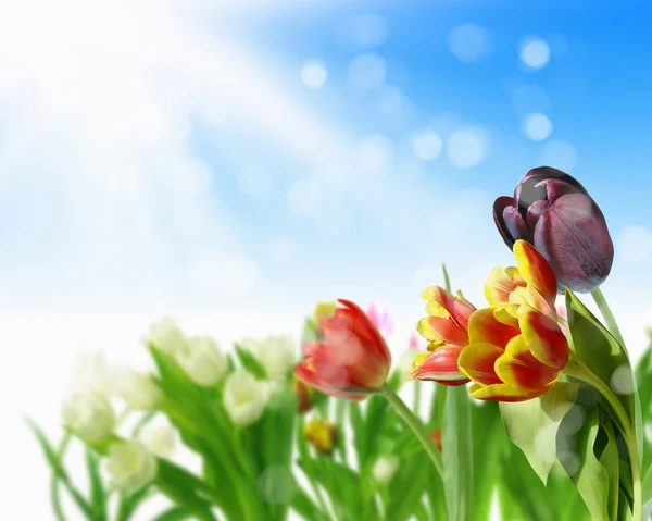 Pola kwiatów tulipanów — Zdjęcie stockowe