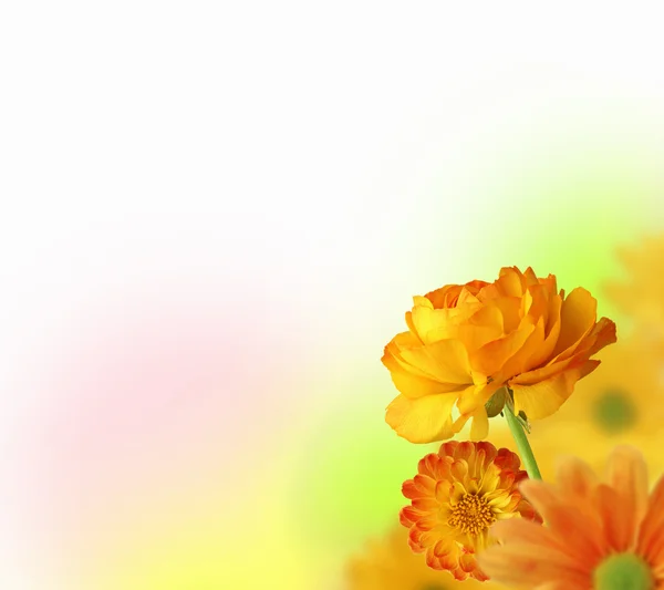 丰富多彩的花背景 — 图库照片