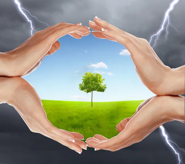 Menselijke handen bescherming van boom — Stockfoto