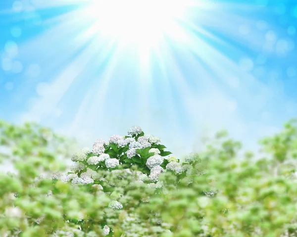 Bild von Blumen — Stockfoto