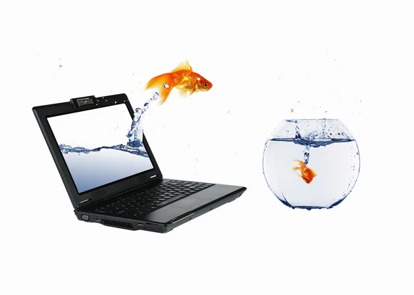 Золота риба на екрані ноутбука — стокове фото