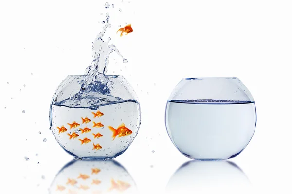 Gold fish together — Stock Photo, Image