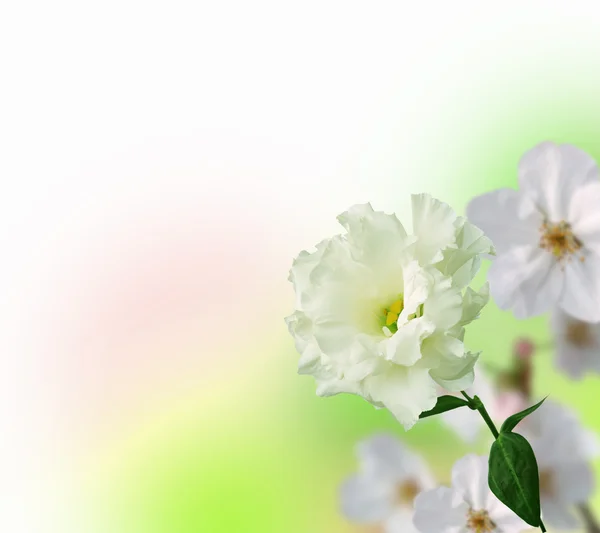 Colorato sfondo fiore — Foto Stock