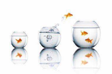 Gold fish in a fishbowl clipart