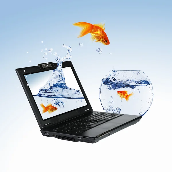Gullfisk på bærbar skjerm – stockfoto
