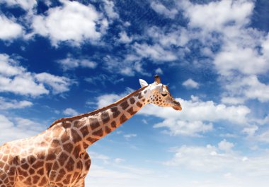 Girafffe agaisnt sky background clipart