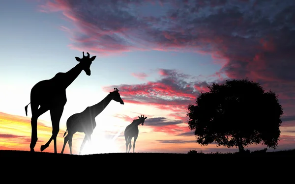 Girafa agaisnt céu fundo — Fotografia de Stock