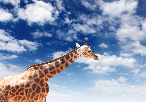 Girafffe agaisnt sky pozadí — Stock fotografie