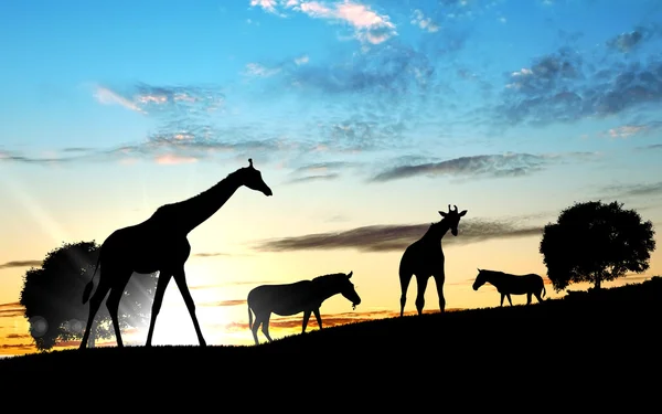 Girafffe agaisnt hemelachtergrond — Stockfoto
