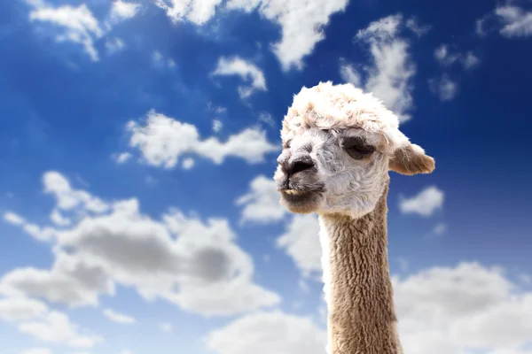 Lama huvud agaisnt himmel bakgrund — Stockfoto