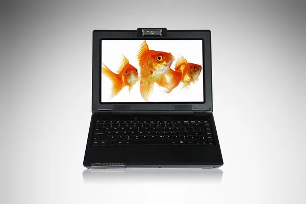 Peixe dourado na tela do notebook — Fotografia de Stock