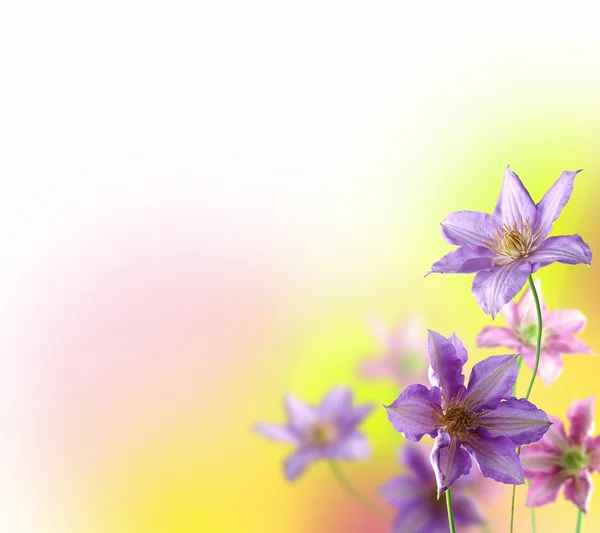 Fondo de flores de colores — Foto de Stock