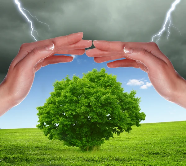 Mänskliga händer skydda träd — Stockfoto