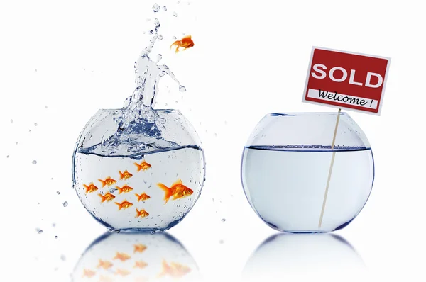 stock image Gold fish in a fishbowl