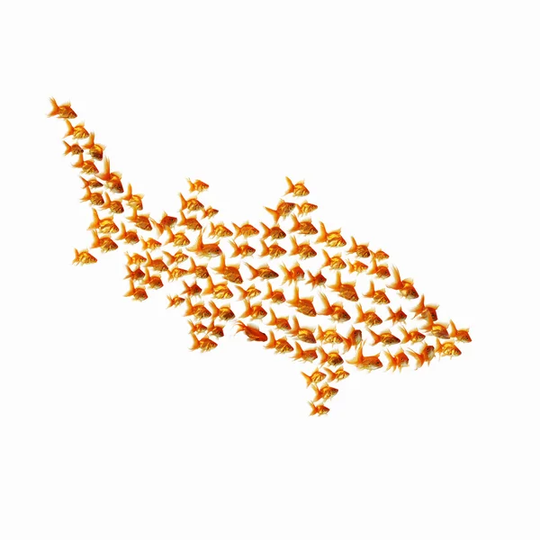 stock image Gold fish together