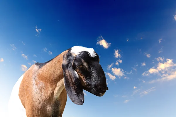 Goat head agaisnt sky background — Stock Photo, Image