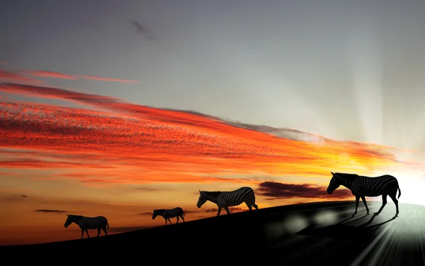 Zebras agaisnt sky background — Stock Photo, Image