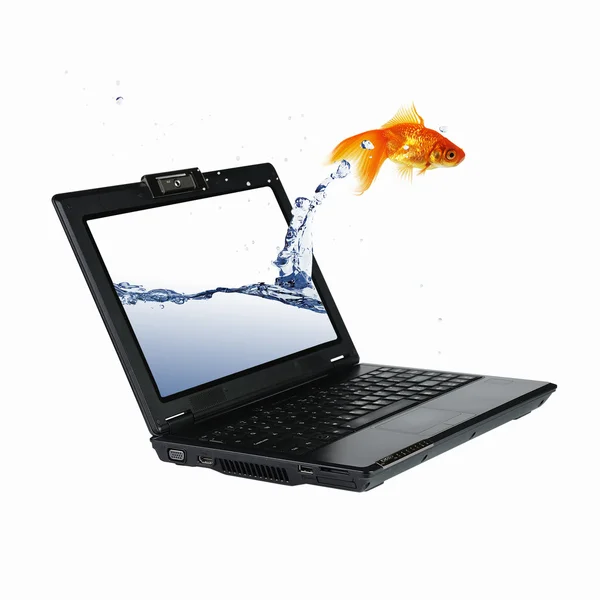 Χρυσό ψάρι στην οθόνη του φορητού υπολογιστή — Φωτογραφία Αρχείου