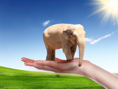 Human hand holding Elephant Bull clipart