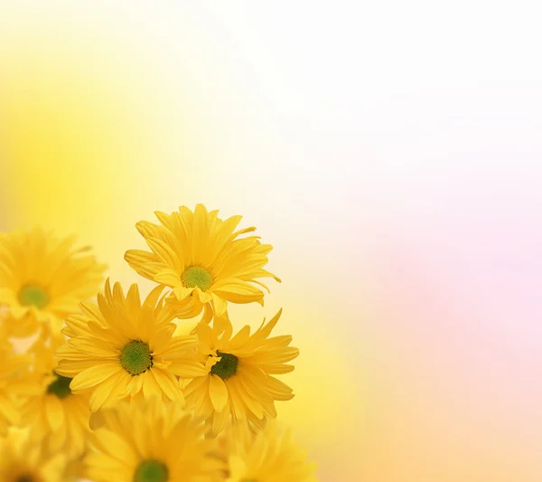 Барвистий квітка фону — стокове фото