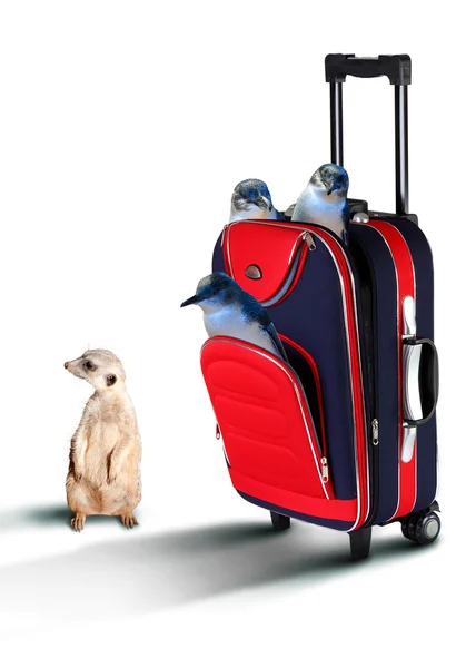 Roter Koffer mit Pinguinen drin — Stockfoto