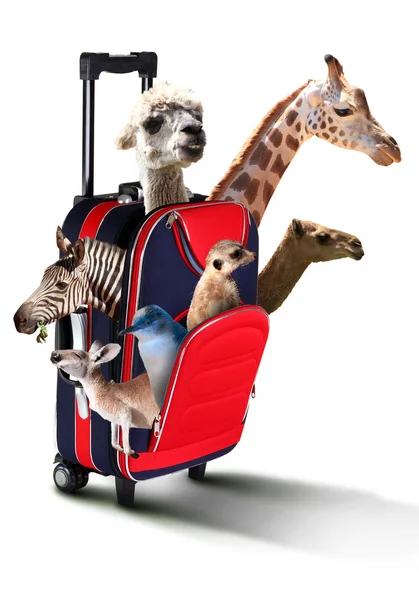 Červený kufřík s různými exotickými zvířaty uvnitř — Stock fotografie