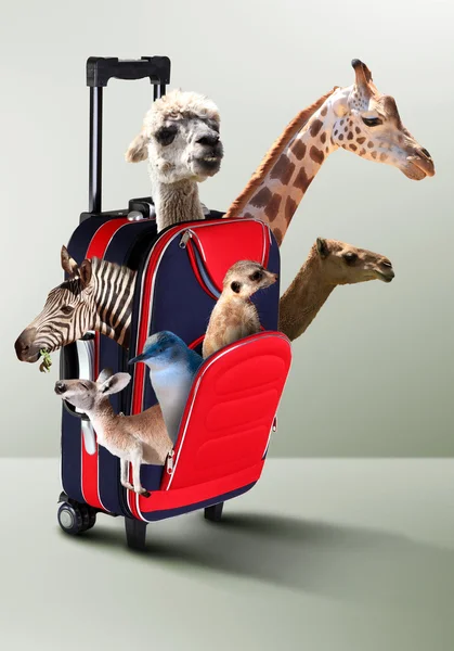 Roter Koffer mit verschiedenen exotischen Tieren darin — Stockfoto