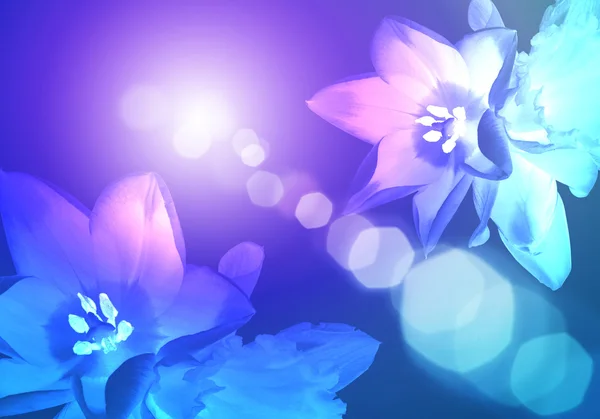 Illustration av blommor färg bakgrunden — Stockfoto