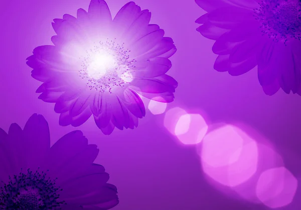 Ilustración de fondo de color floral —  Fotos de Stock
