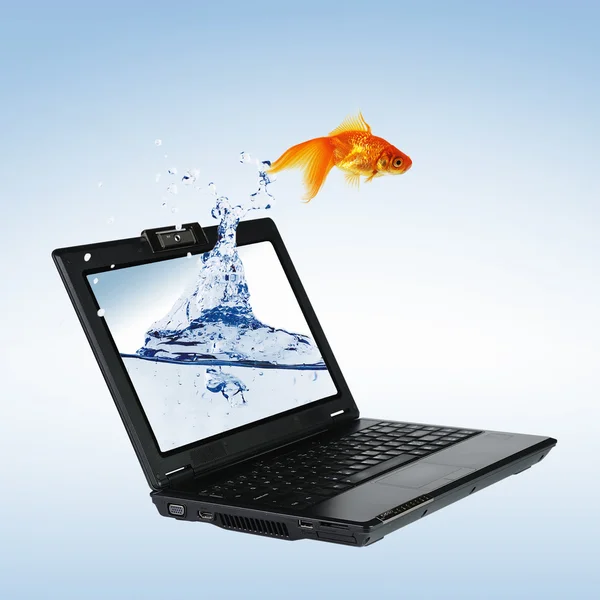 Gold fish on notebook screen — Stock Photo, Image