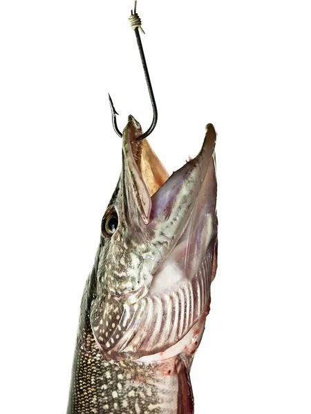 Pike pe un cârlig de pescuit — Fotografie, imagine de stoc