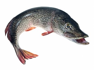 Large pike clipart