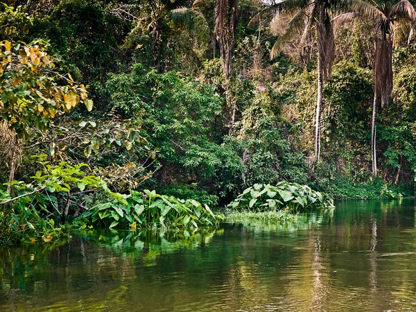 熱帯の風景 — ストック写真