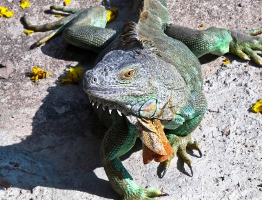 Iguana