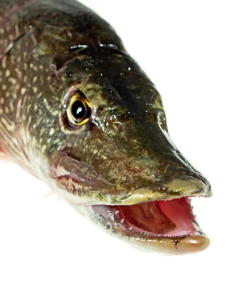 stock image Mouth Pike