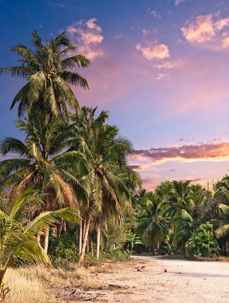 Zonsondergang in de tropische jungle — Stockfoto