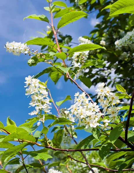Flowering bird cherry — Stock Photo, Image