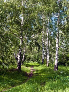 Footpath in the woods clipart