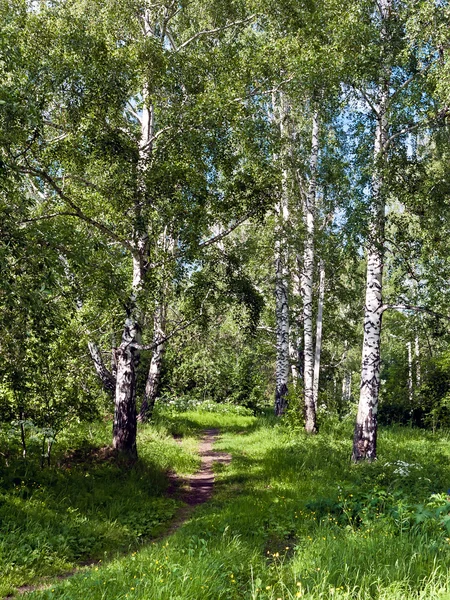 Gyalogút az erdőben — Stock Fotó
