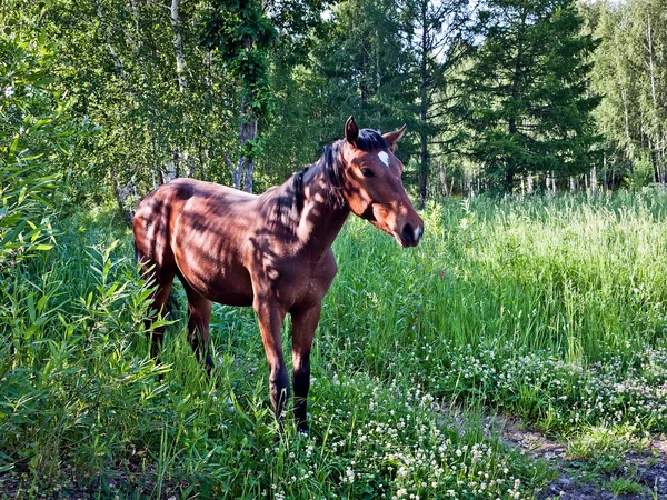 El caballo en el bosque —  Fotos de Stock