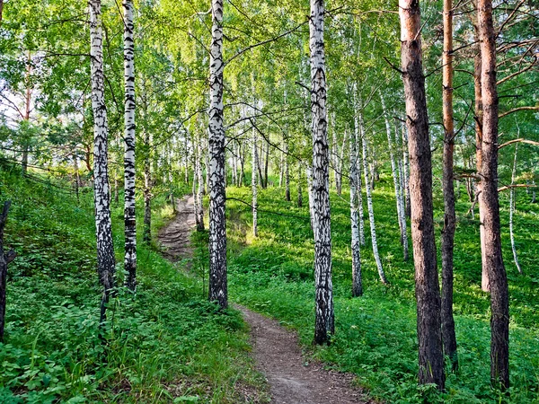 Ścieżka piesza w lesie — Zdjęcie stockowe